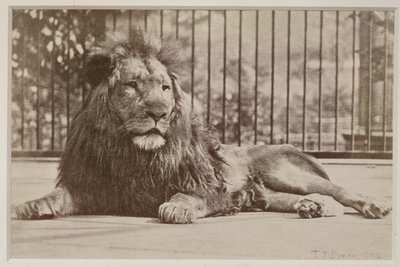 Caged lion, 1879 by T.J. Dixon